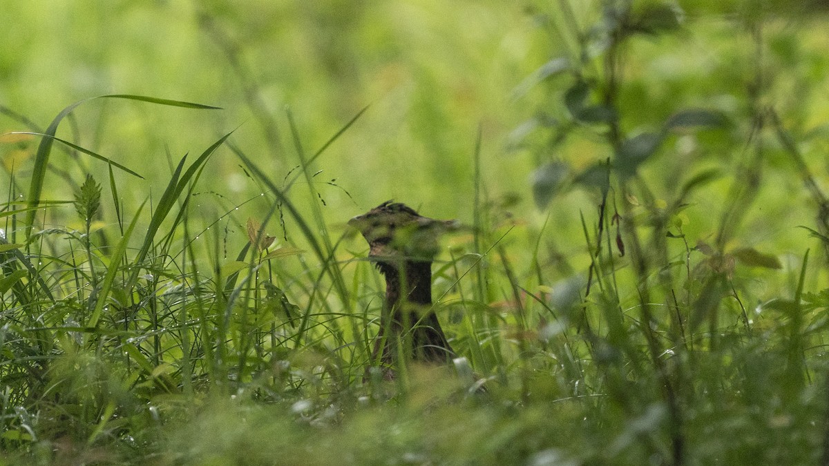 Koklass Pheasant - ML613518777