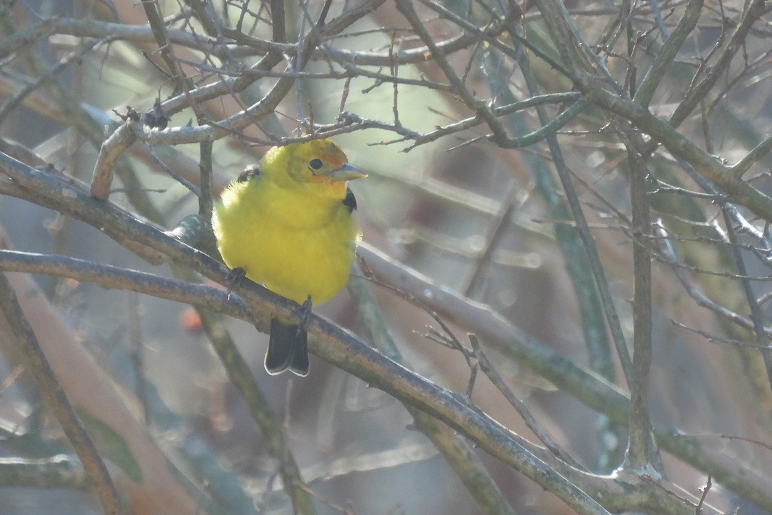 Western Tanager - Dale Lambert