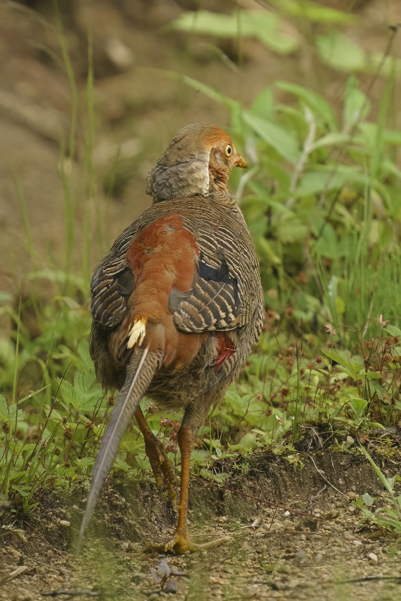 紅腹錦雞 - ML613518786