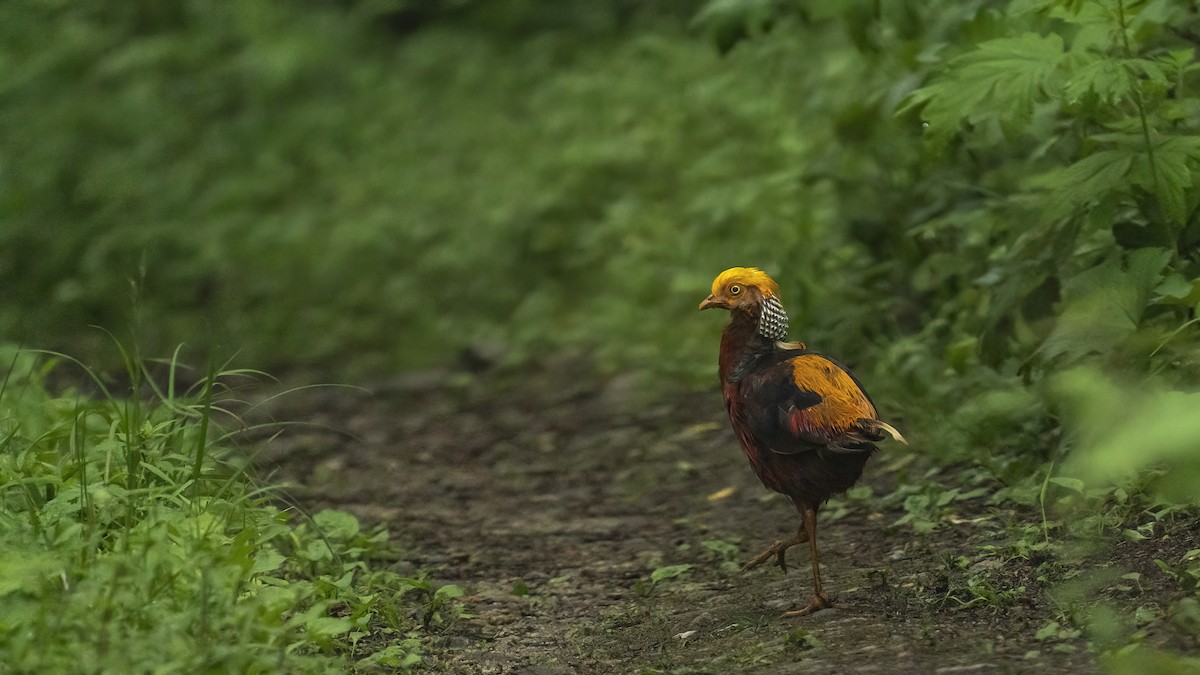 紅腹錦雞 - ML613518790