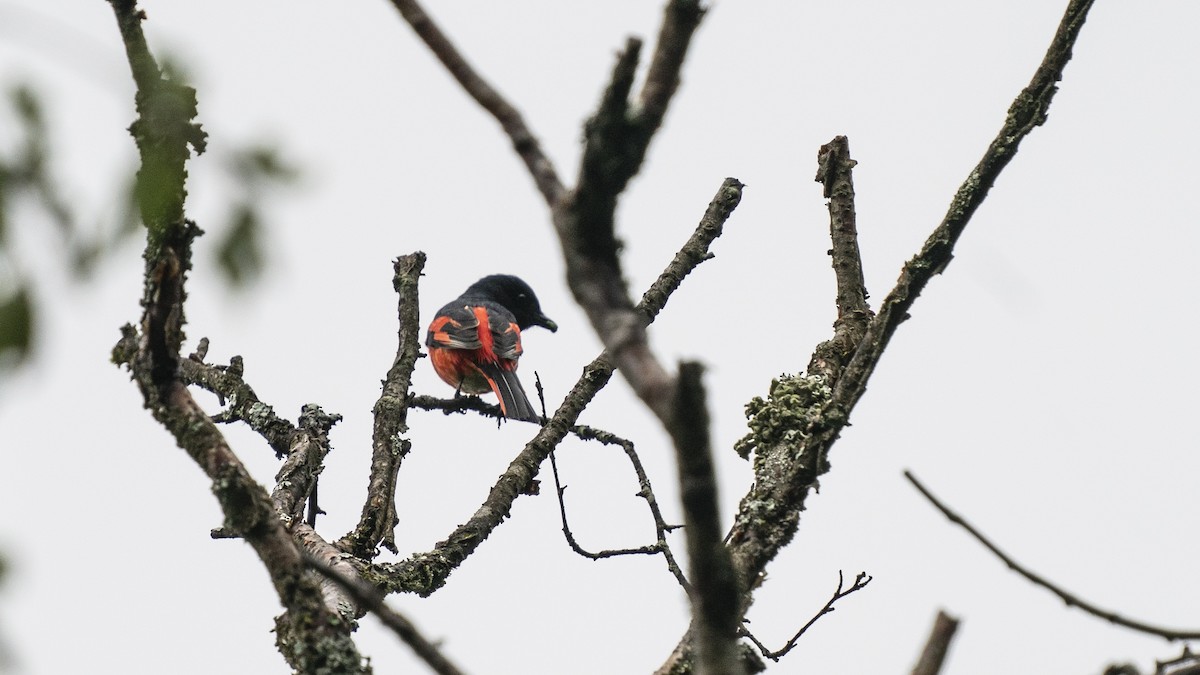 長尾山椒鳥 - ML613518798