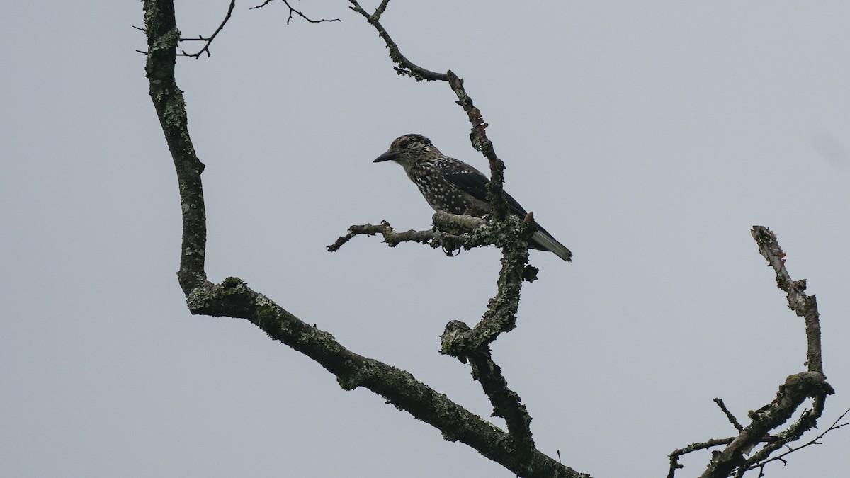 Eurasian Nutcracker - Zongzhuang Liu