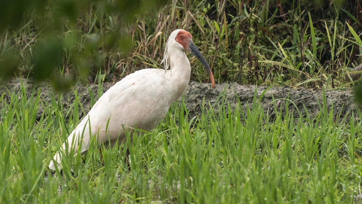 Crested Ibis - ML613518912
