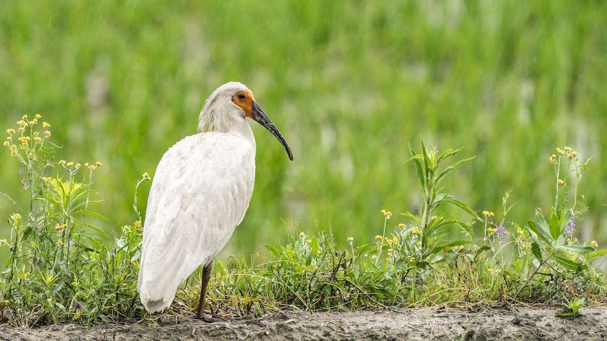 Crested Ibis - ML613518913