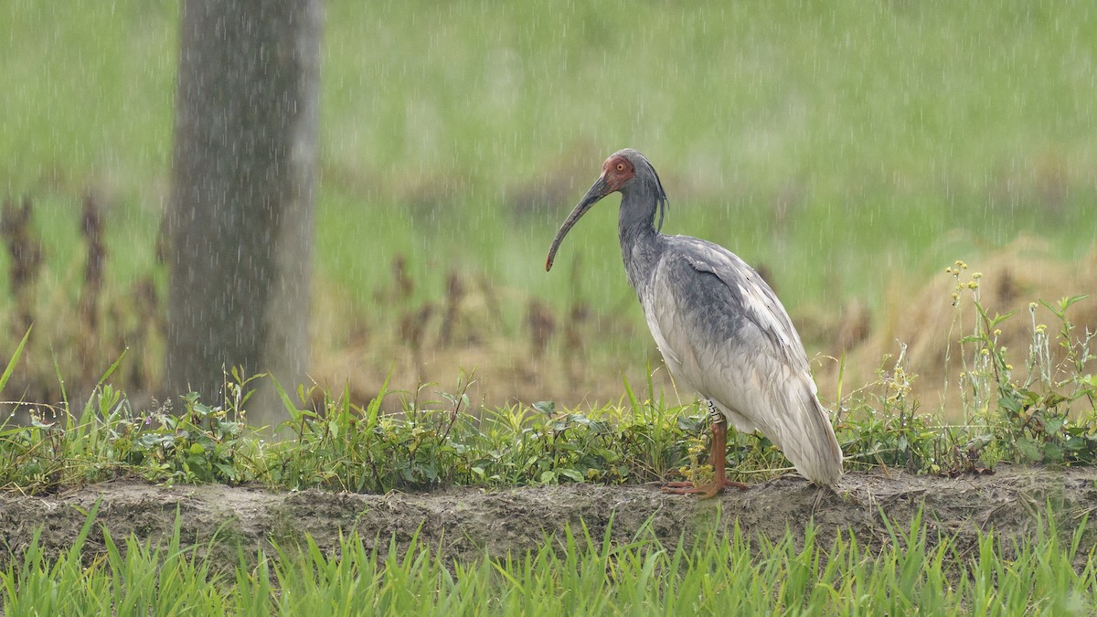 ibis čínský - ML613518914