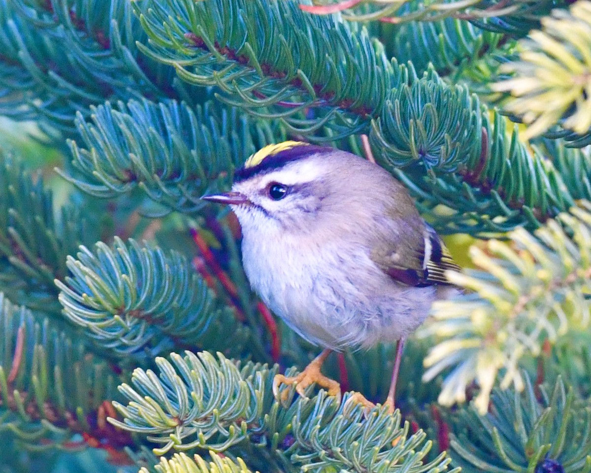 Roitelet à couronne dorée - ML613518922