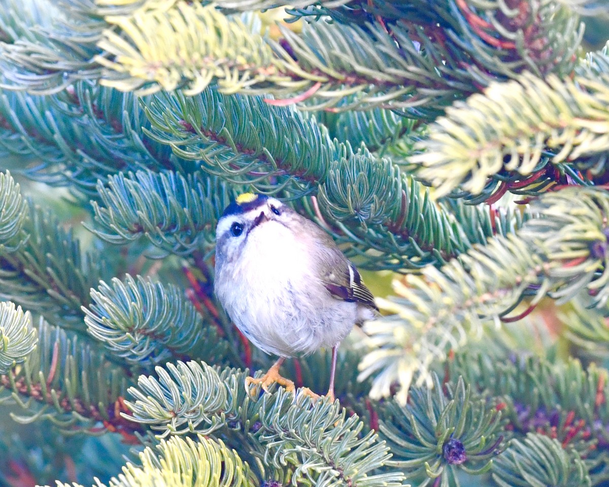 Roitelet à couronne dorée - ML613518923