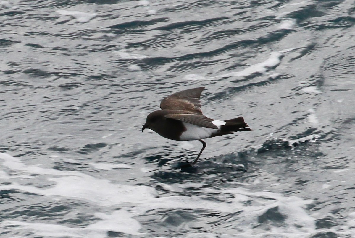 Black-bellied Storm-Petrel - ML613518928