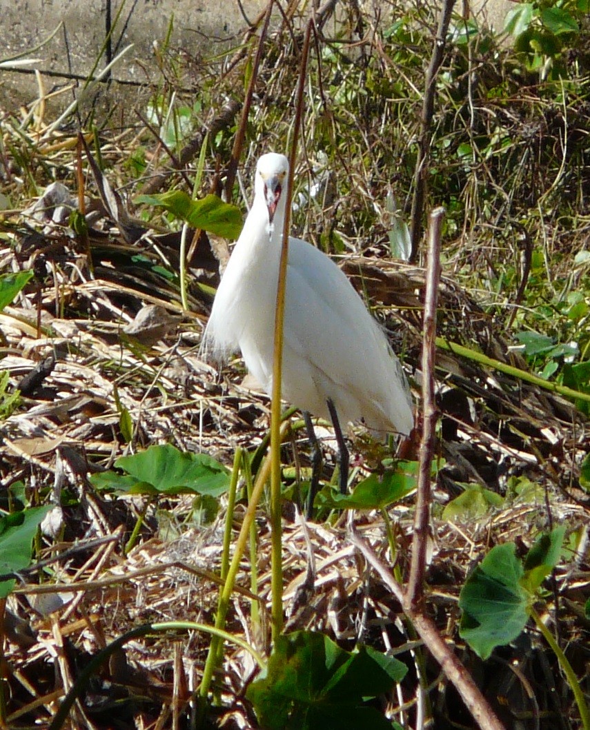 Snowy Egret - ML613518936