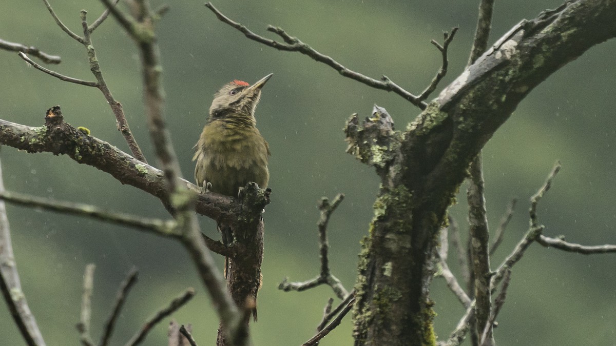 Gray-headed Woodpecker (Black-naped) - ML613518937