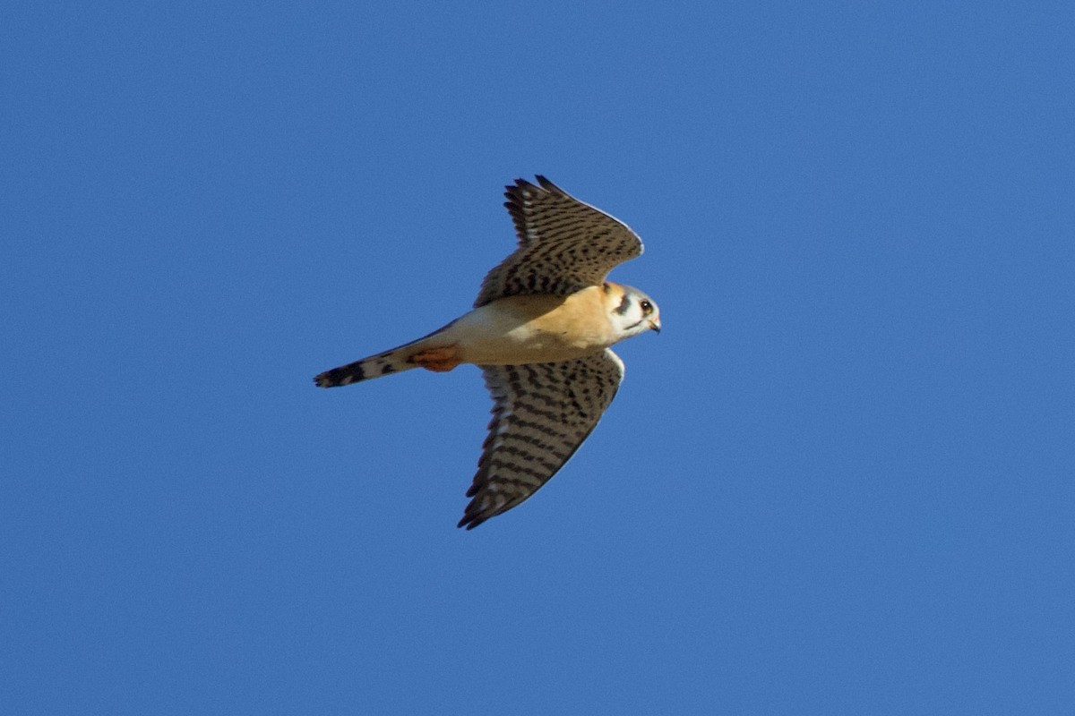 American Kestrel - ML613518966