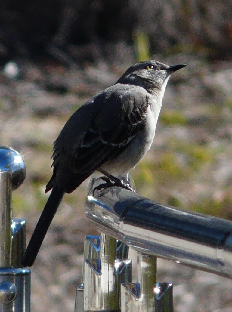 Northern Mockingbird - ML613518978