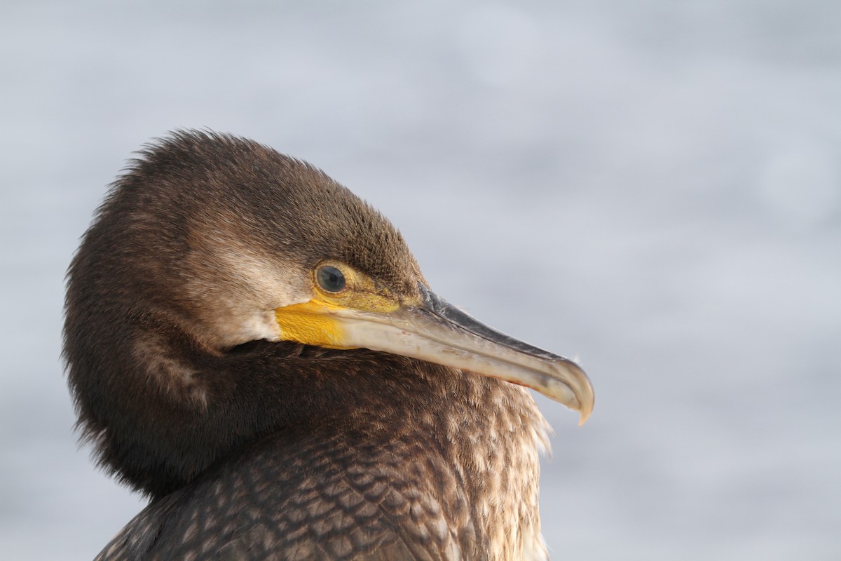 Cormorán Grande - ML613518993