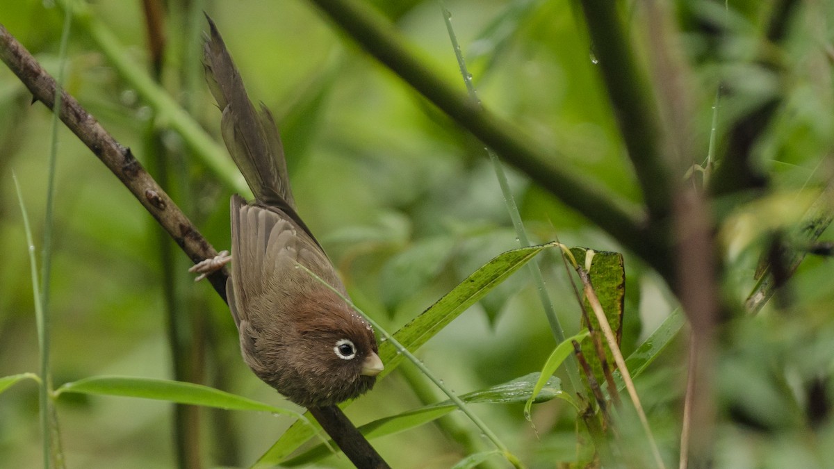 Spectacled Parrotbill - ML613519027