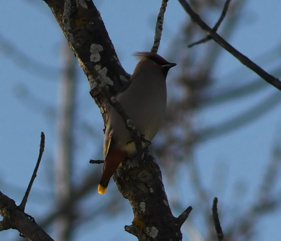 Bohemian Waxwing - ML613519051