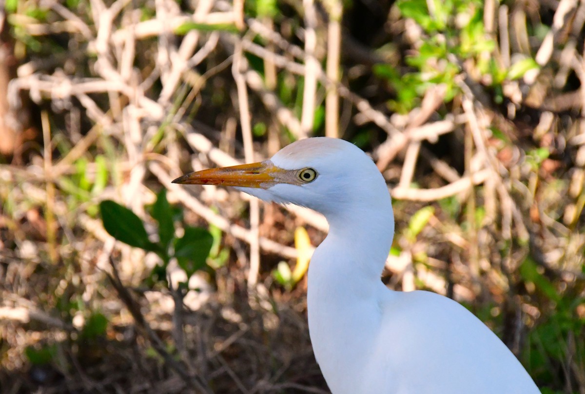 Western Cattle Egret - Jose Francisco Barros 🐜