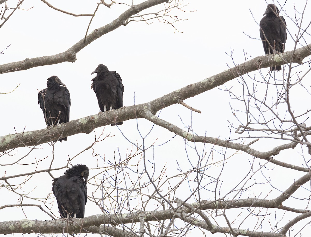 Black Vulture - ML613519074