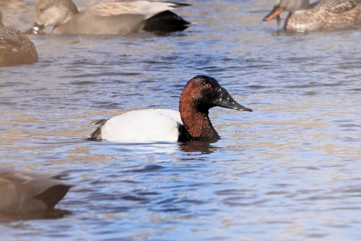 Canvasback - Karen Thompson