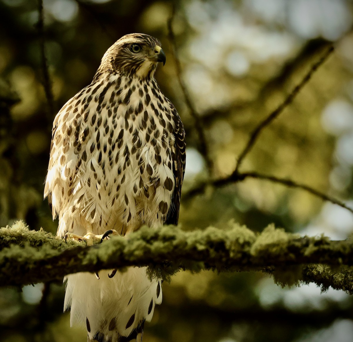 American Goshawk - ML613519105