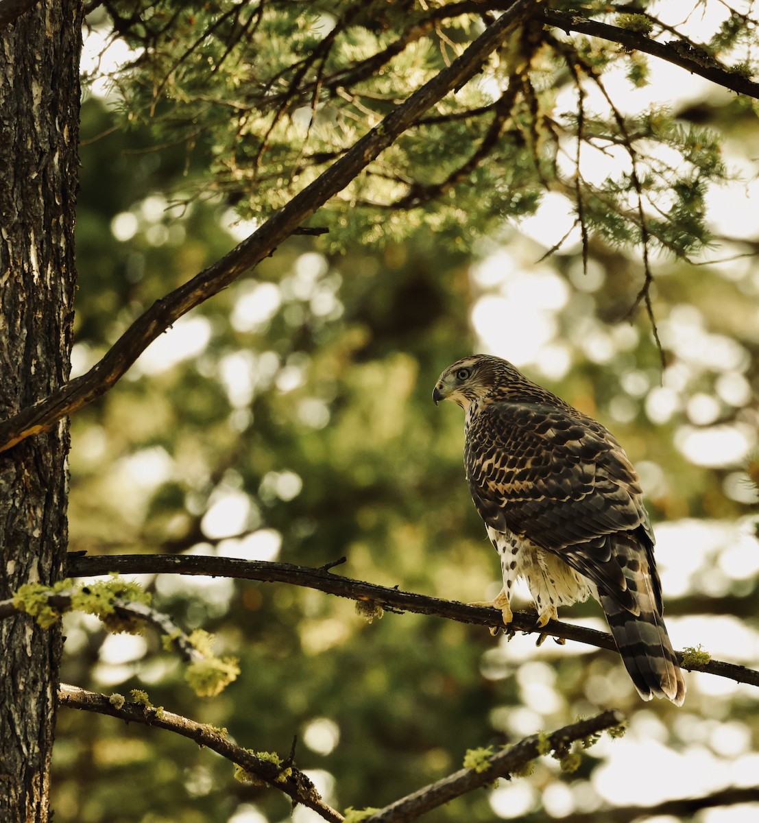 American Goshawk - ML613519106