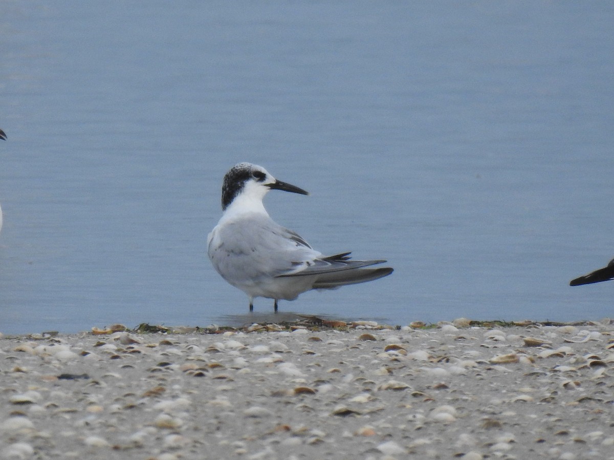 Sandwich Tern - José Otero