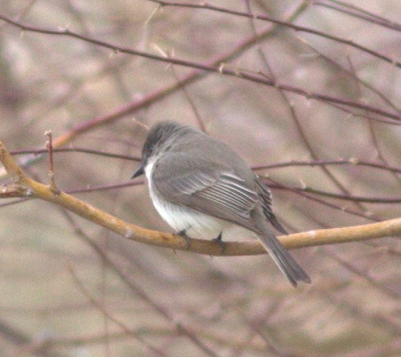 Eastern Phoebe - David Vander Pluym