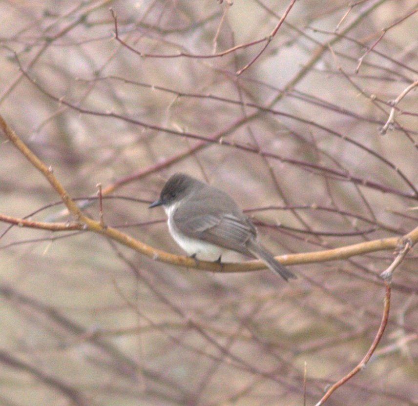 Eastern Phoebe - ML613519123