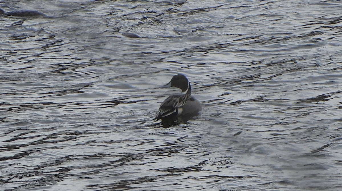 Northern Pintail - Sue Plankis