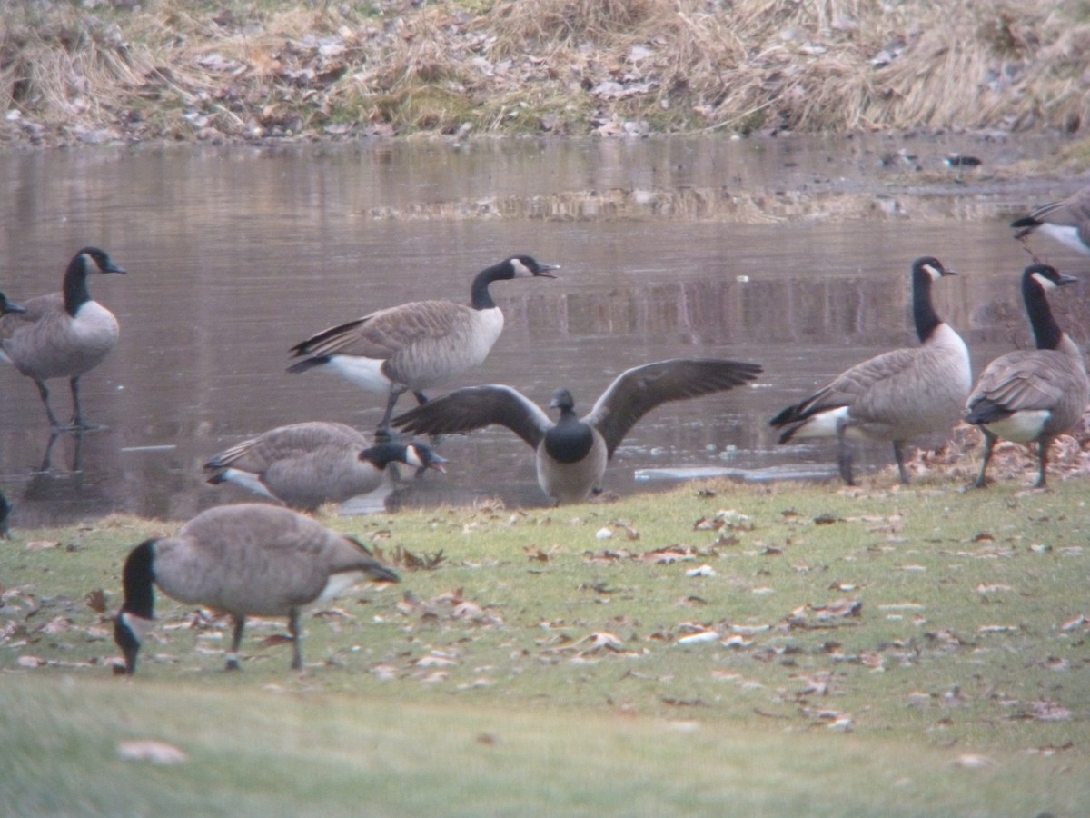 Brant - ML613519260