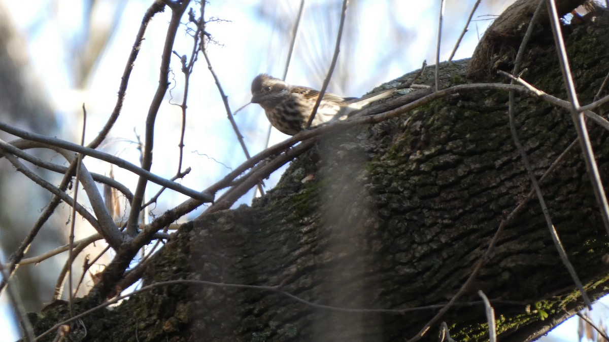 Purple Finch - ML613519262