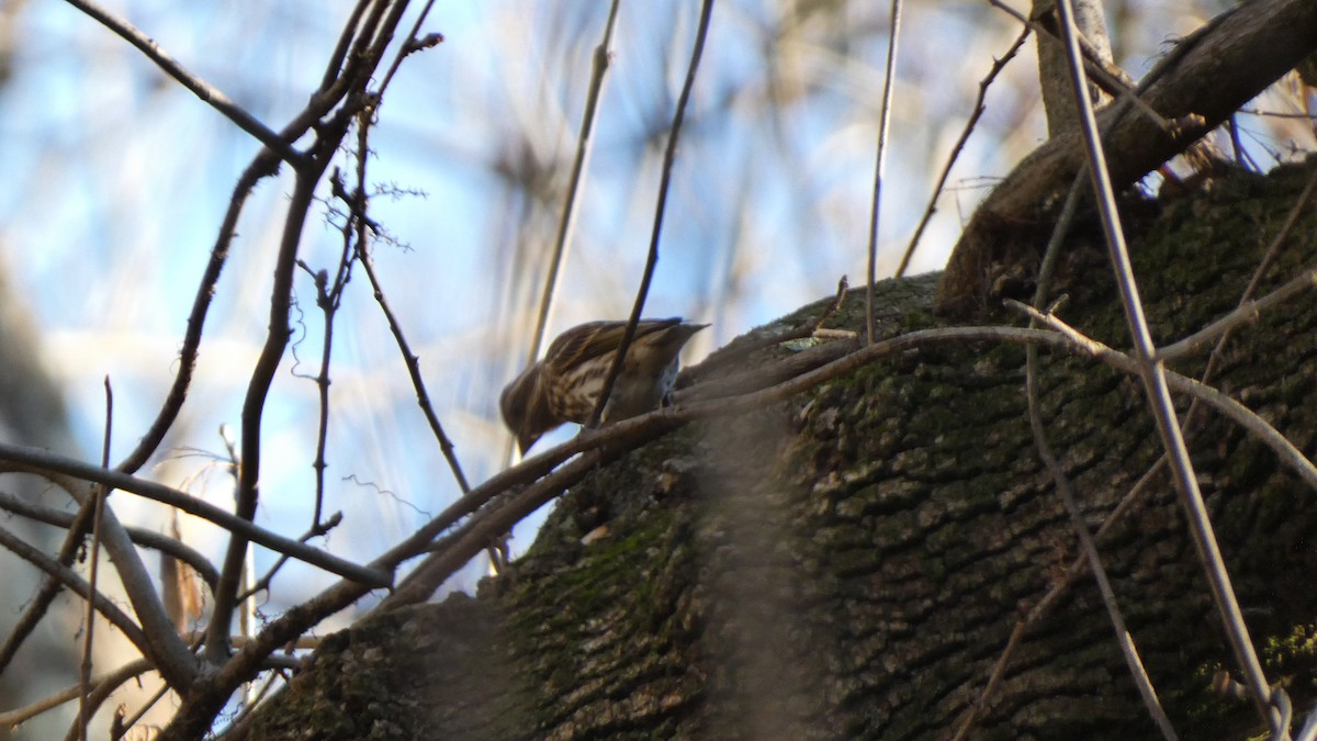 Purple Finch - ML613519263