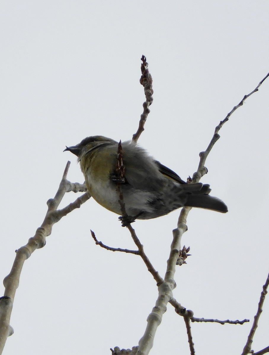 Red Crossbill - Sue Plankis