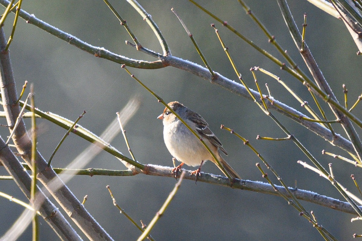 White-crowned Sparrow - ML613519307