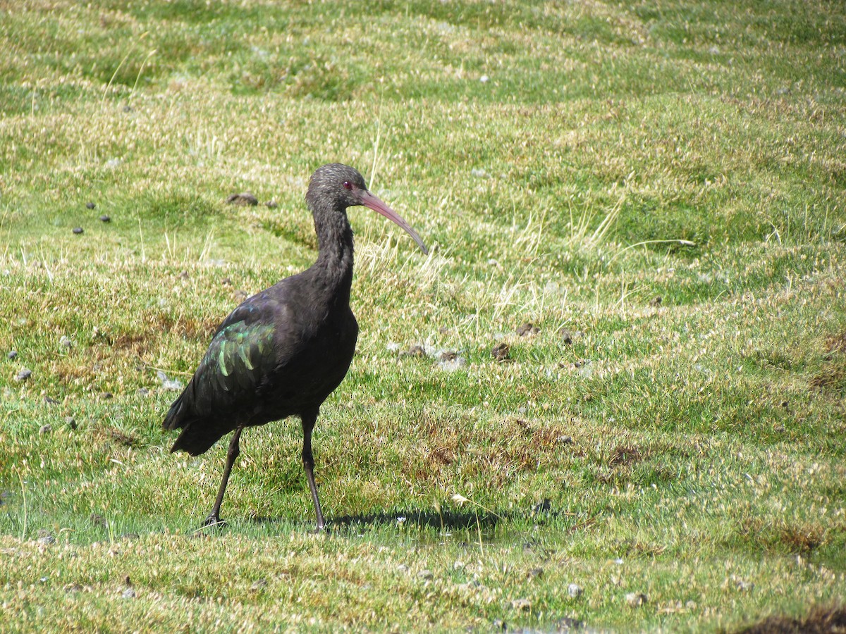 ibis andský - ML613519362