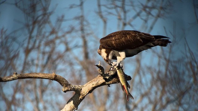 Osprey - ML613519363