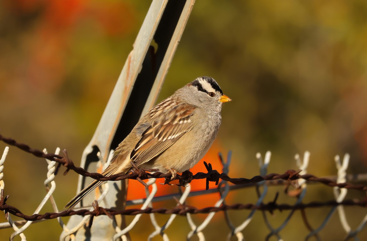 White-crowned Sparrow (Gambel's) - ML613519419