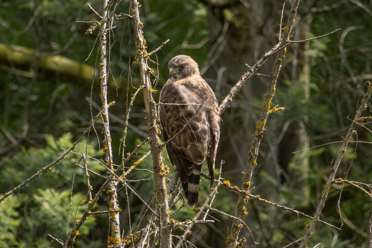 Broad-winged Hawk - ML613519432