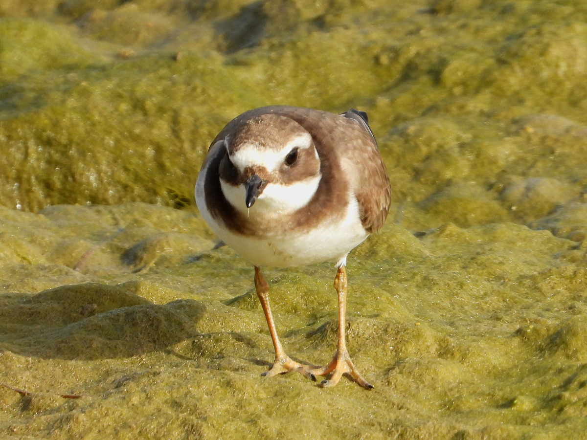 Common Ringed Plover - Susana Coelho