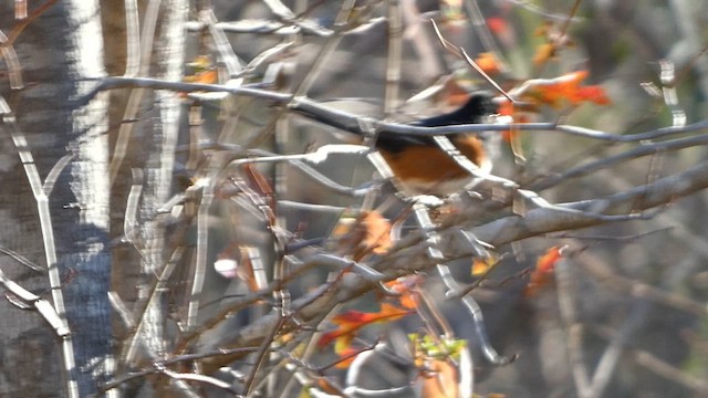 ワキアカトウヒチョウ - ML613519500