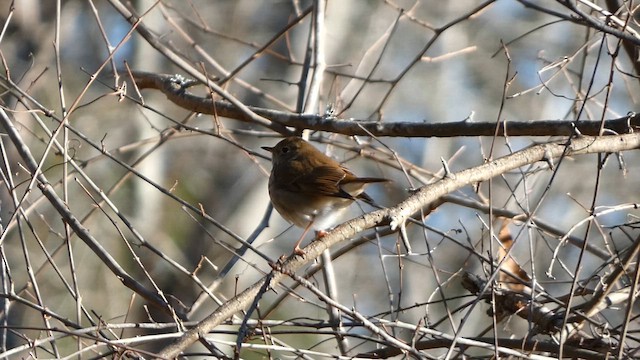 Hermit Thrush - ML613519506