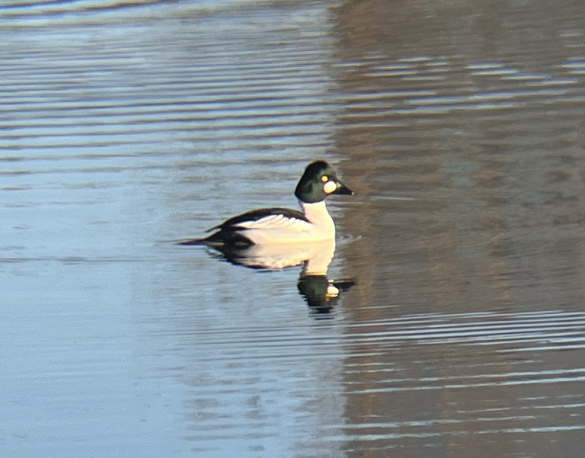 Common Goldeneye - ML613519555