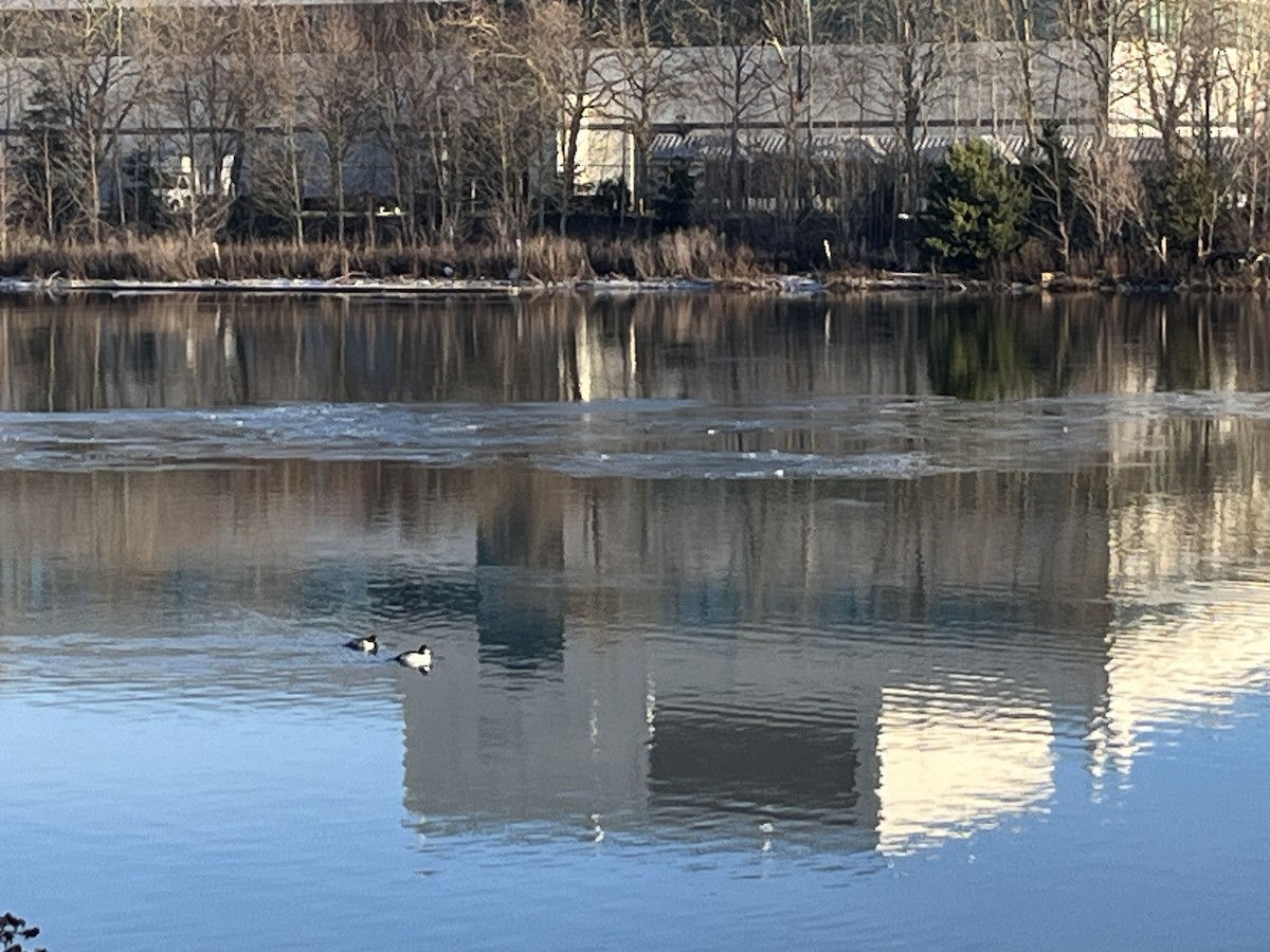 Common Goldeneye - ML613519556