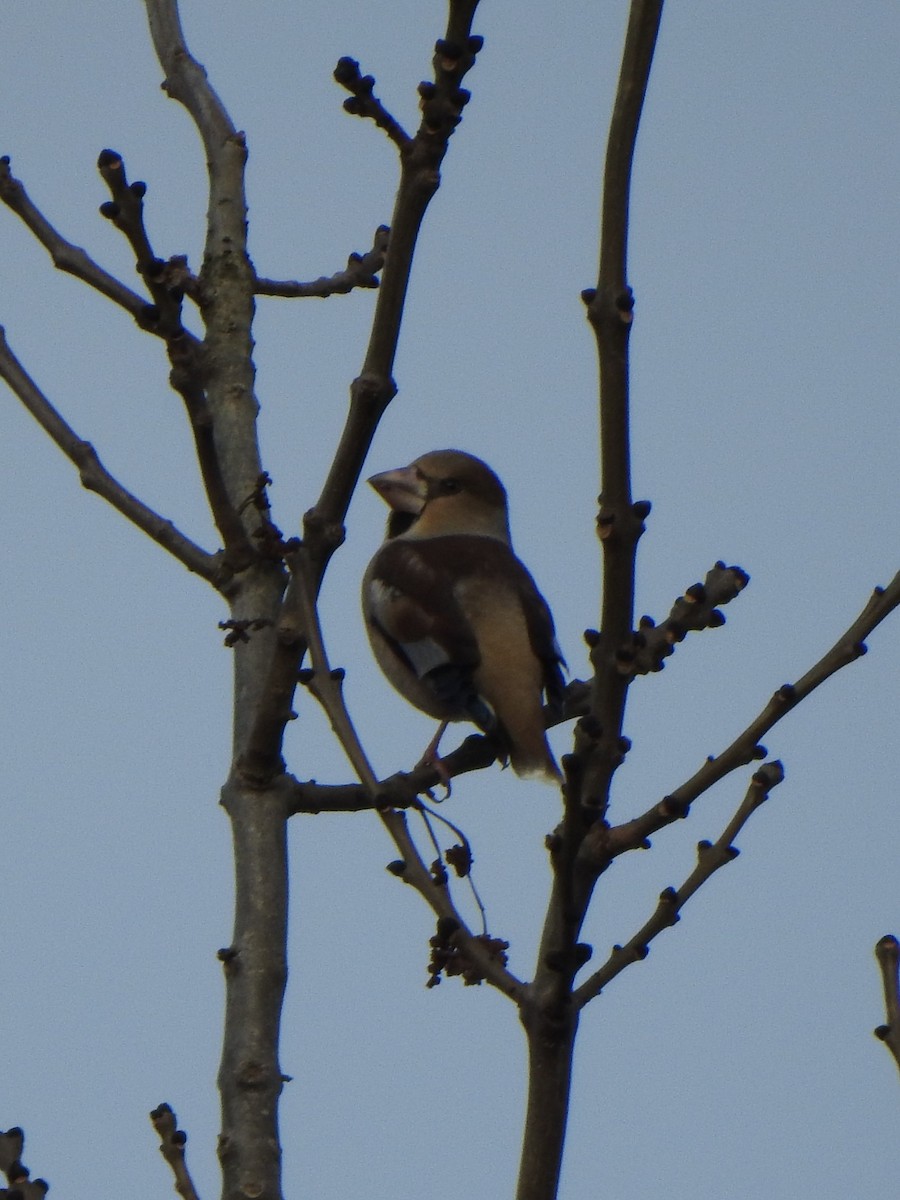 Hawfinch - Oliver Simms