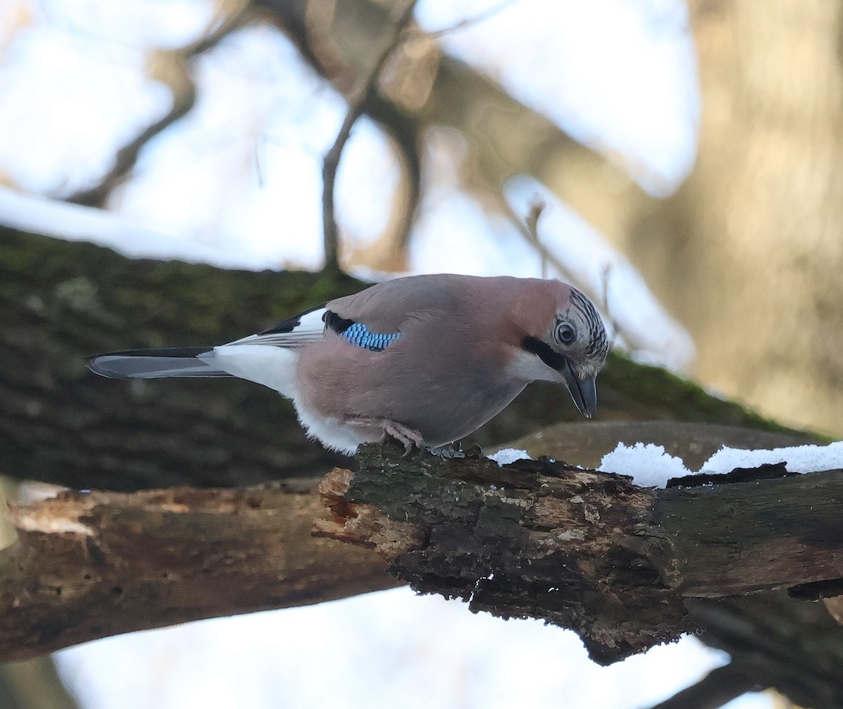 Eurasian Jay - ML613519609
