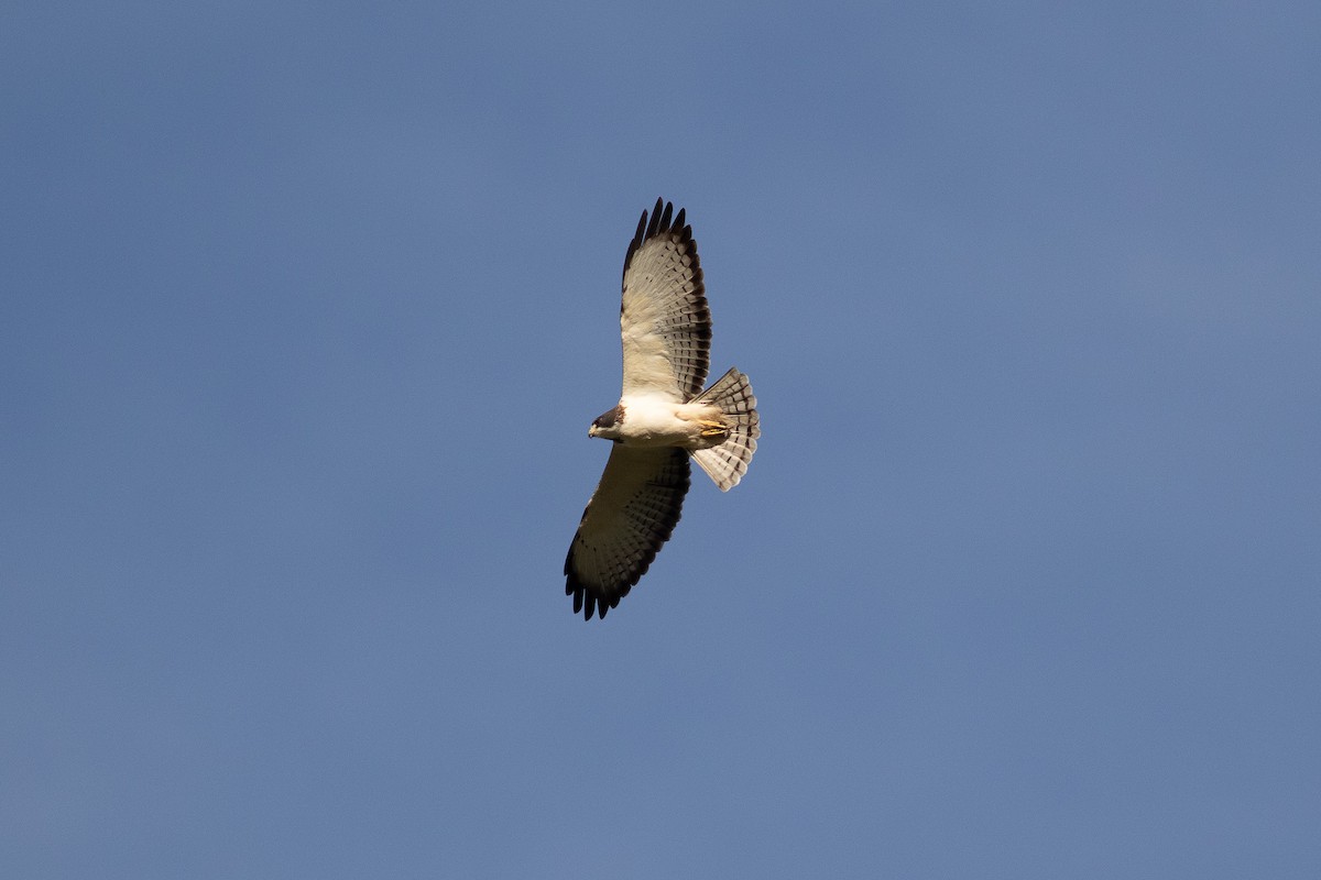 Short-tailed Hawk - ML613519661