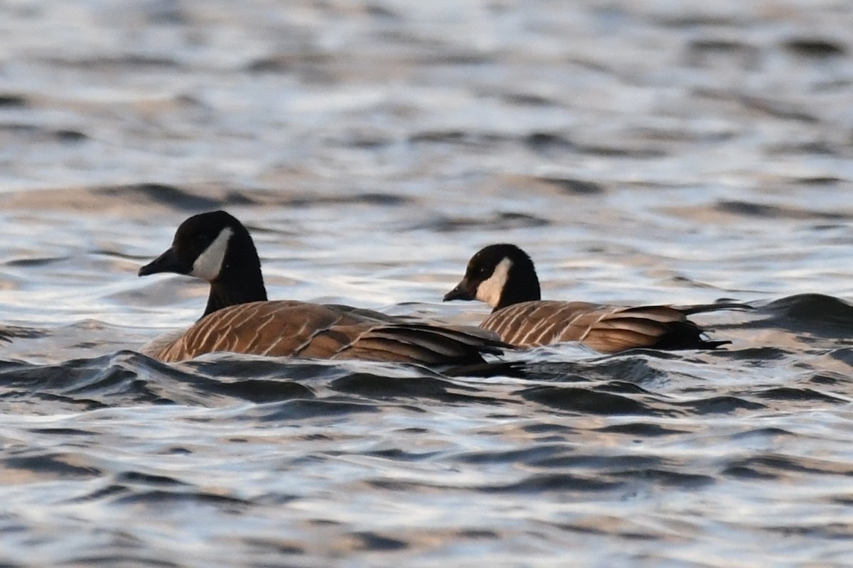 Cackling Goose - Sue Palmer