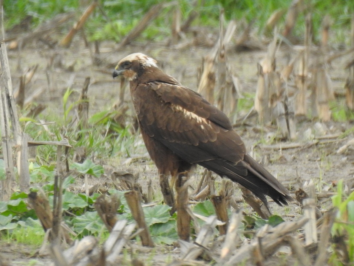 Western Marsh Harrier - ML613519804