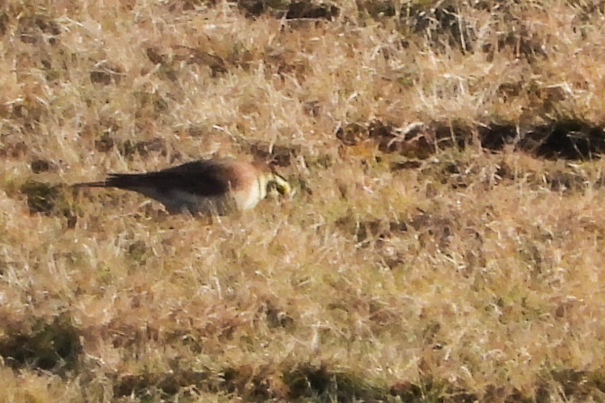 Horned Lark - Philip Kyle