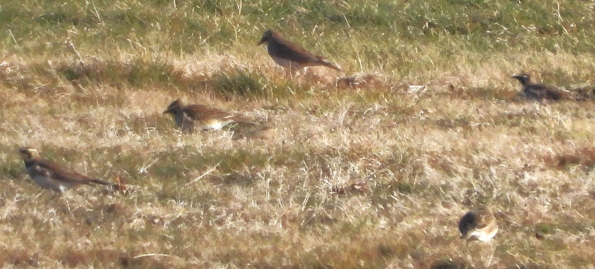 Horned Lark - ML613519853