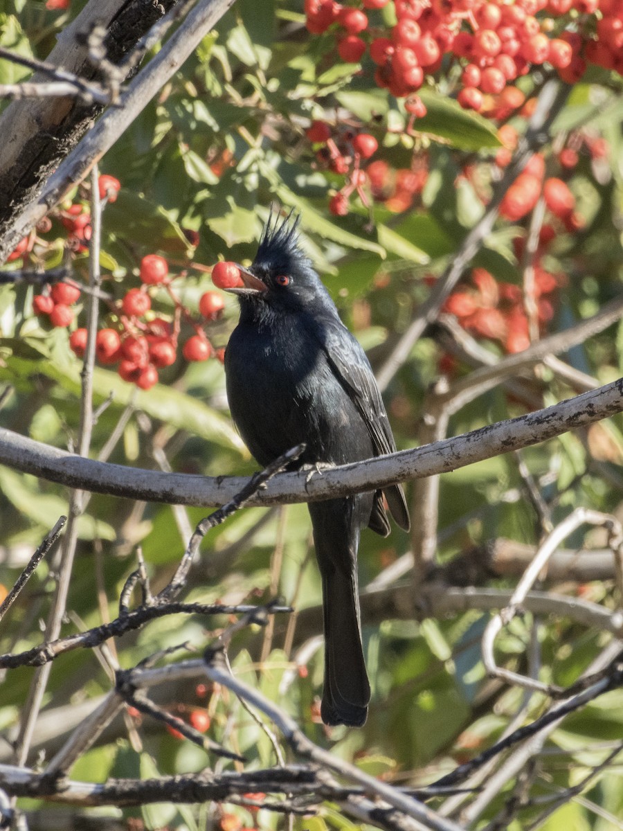 Phainopepla - ML613519874